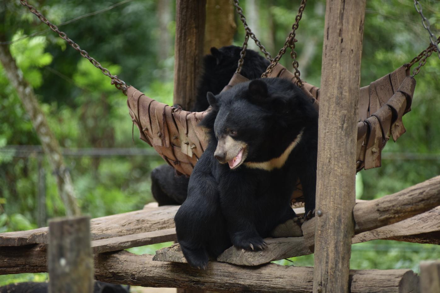 Luang Prabang Retreat Journey – Kuang Si Waterfall, Asiatic Black Bear Sanctuary